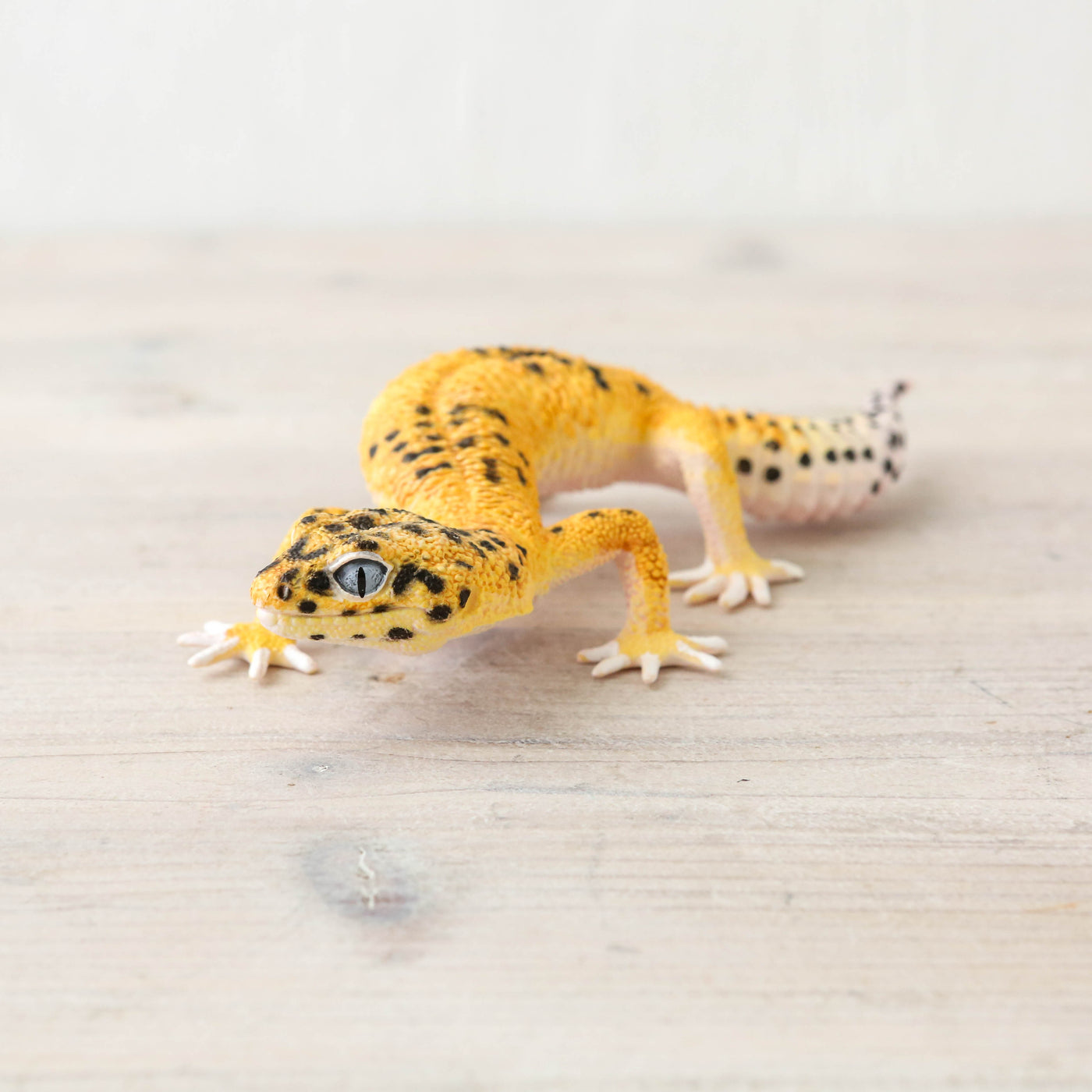 Actual Size Leopard Gecko
