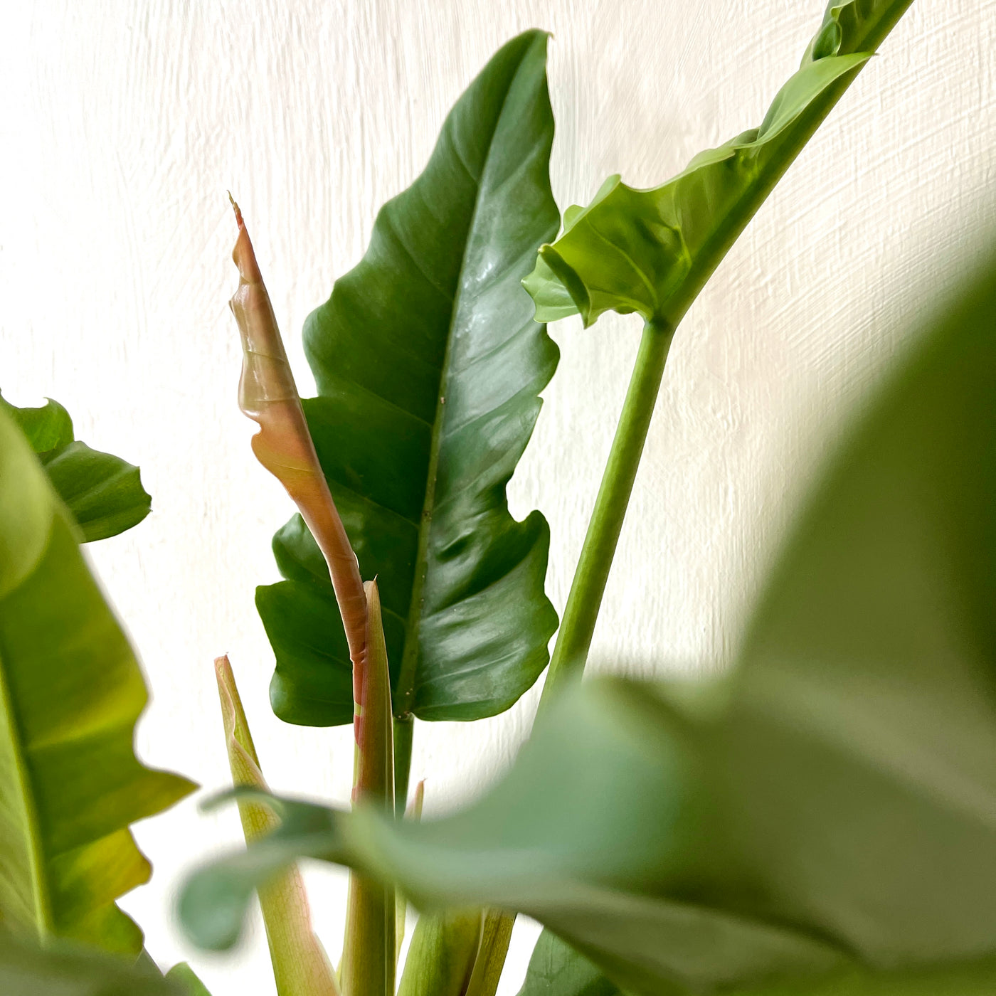 Large Philodendron 'Narrow Escape'