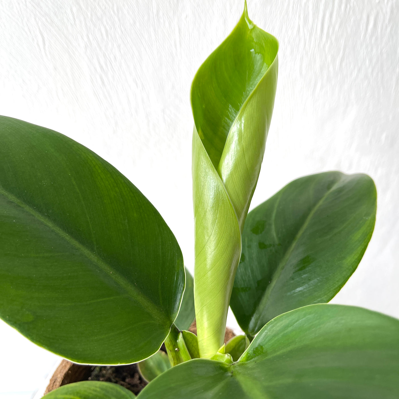 Medium Philodendron 'Imperial Green'