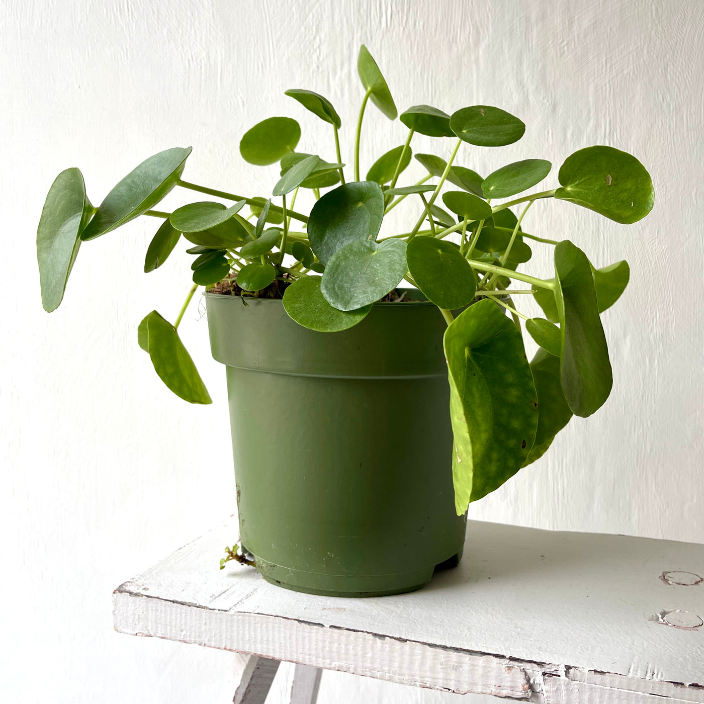 Extra Large Pilea Peperomoides 'Chinese Money Plant'