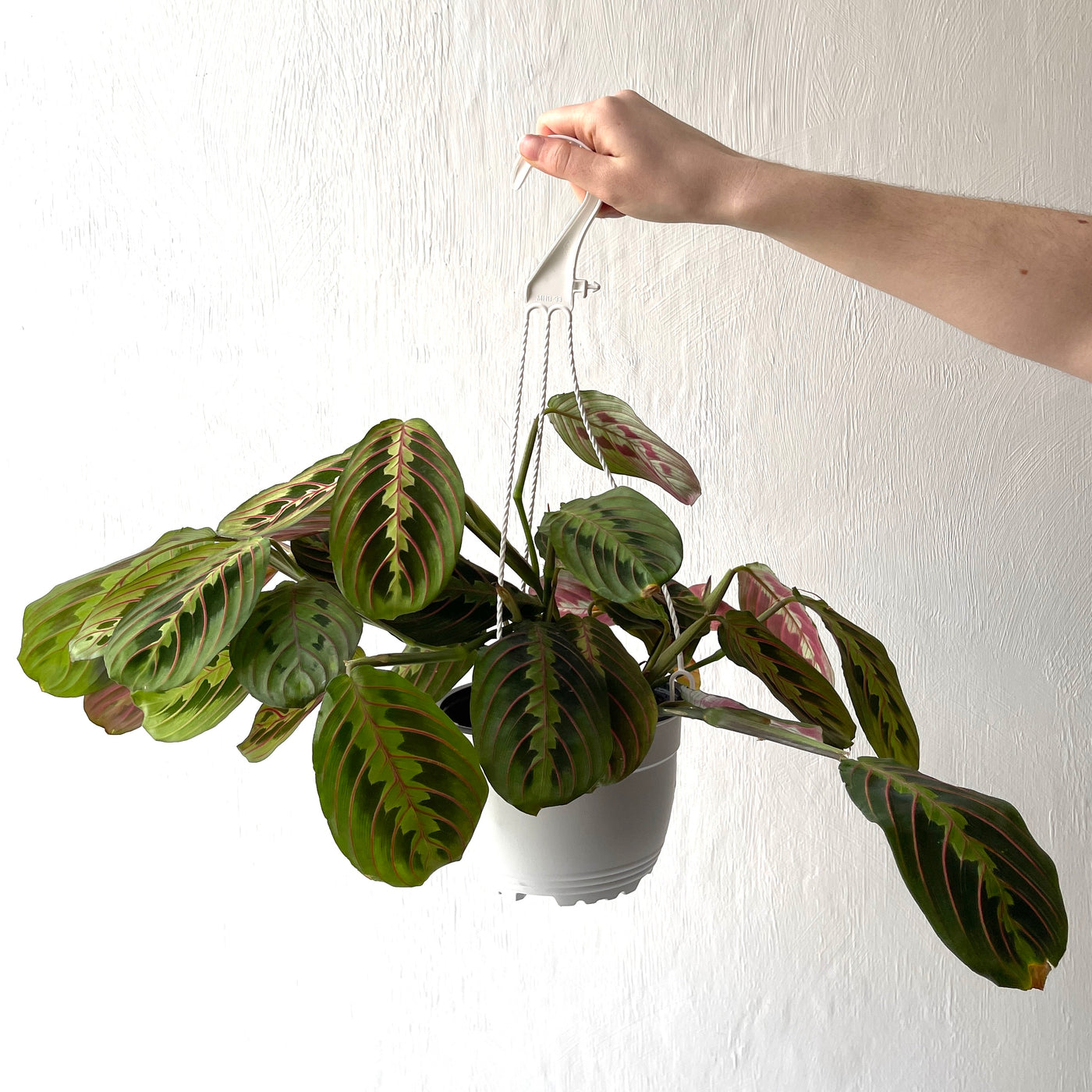 Hanging Maranta Fascinator 'Prayer Plant'