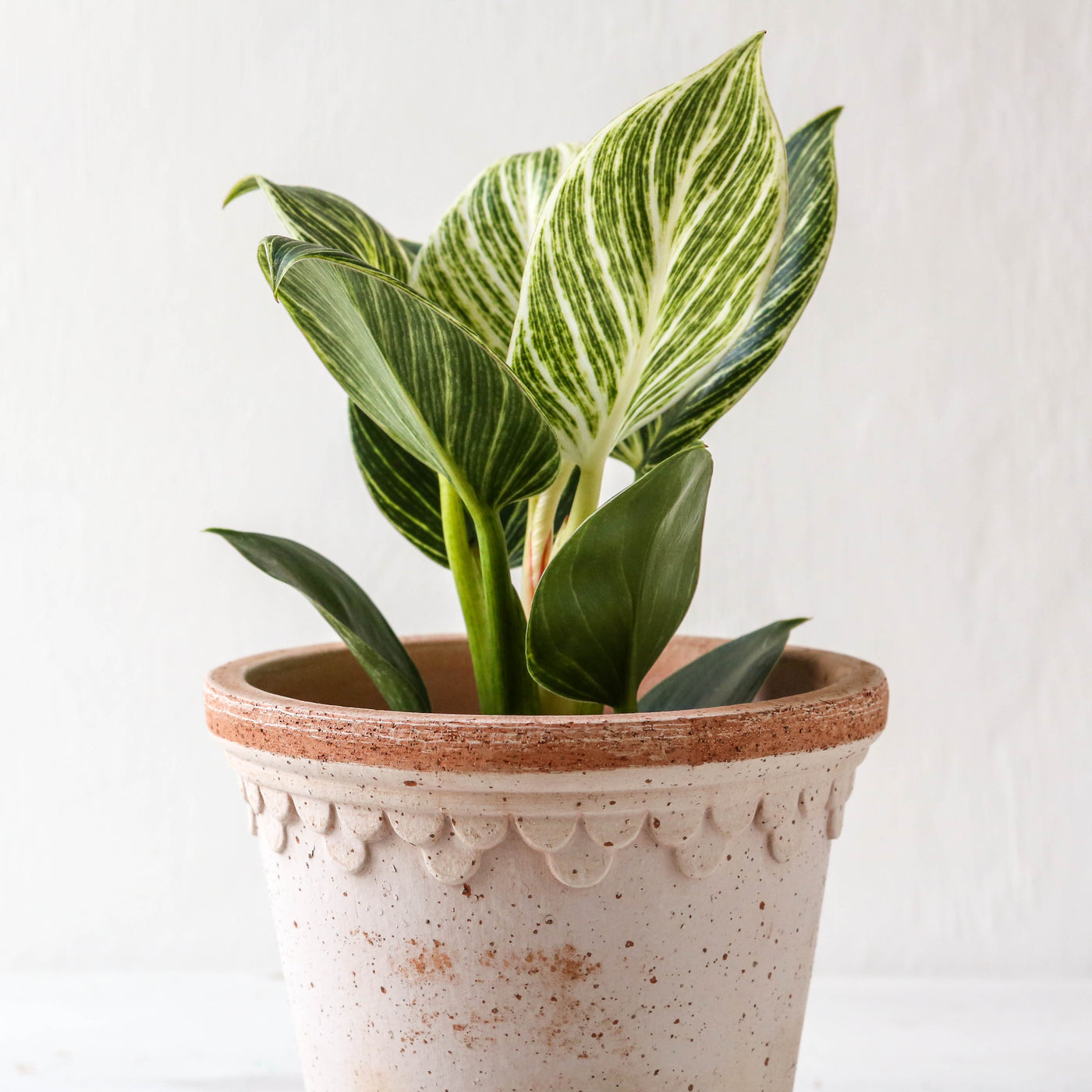 14cm Københavner Plant Pot & Saucer - Rose