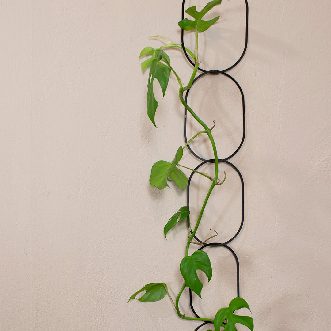 money plant need support to climb Support for Climbing Plants