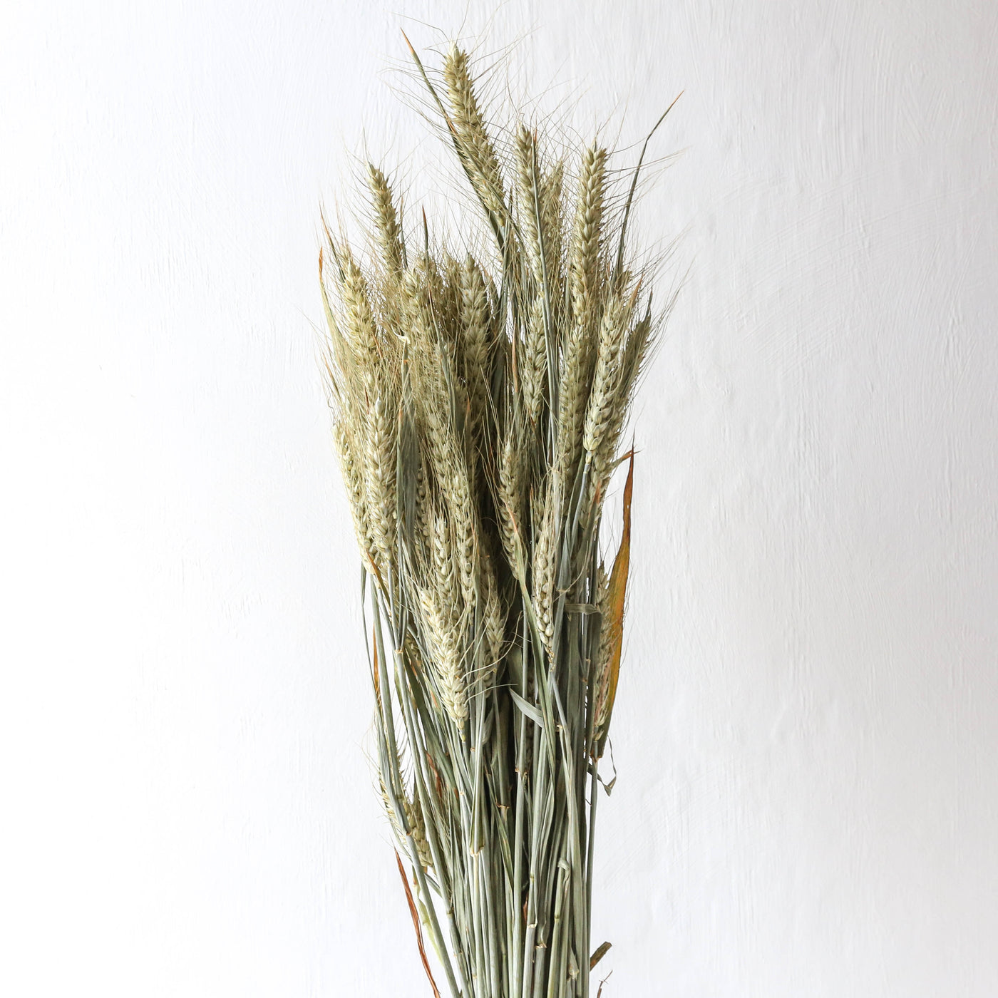 Dried British Triticale - Wheat