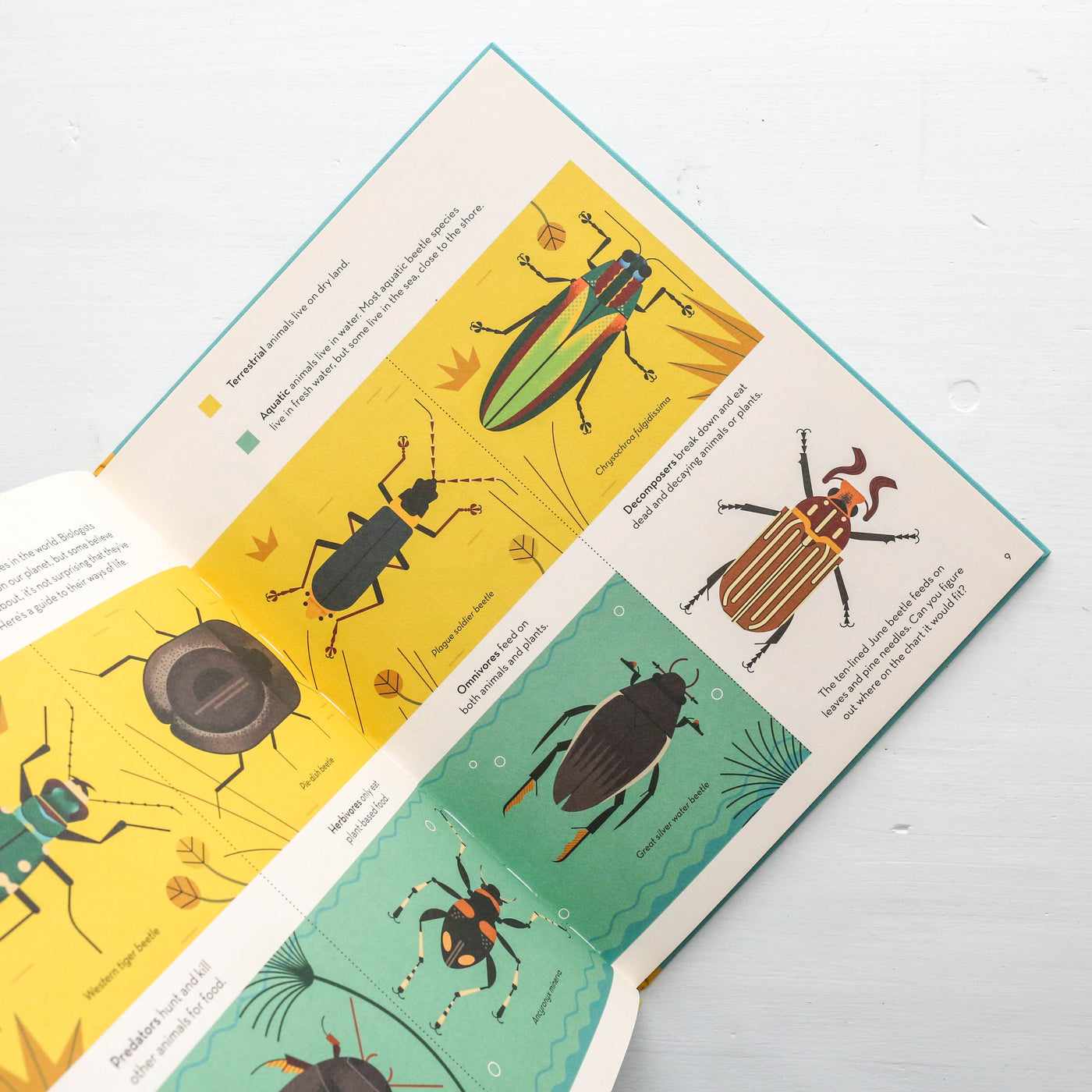 Bonkers About Beetles