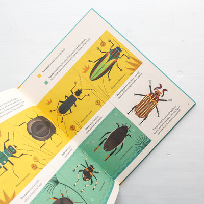 Bonkers About Beetles
