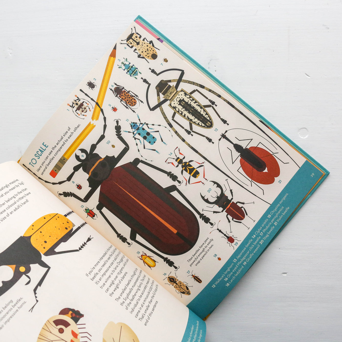 Bonkers About Beetles