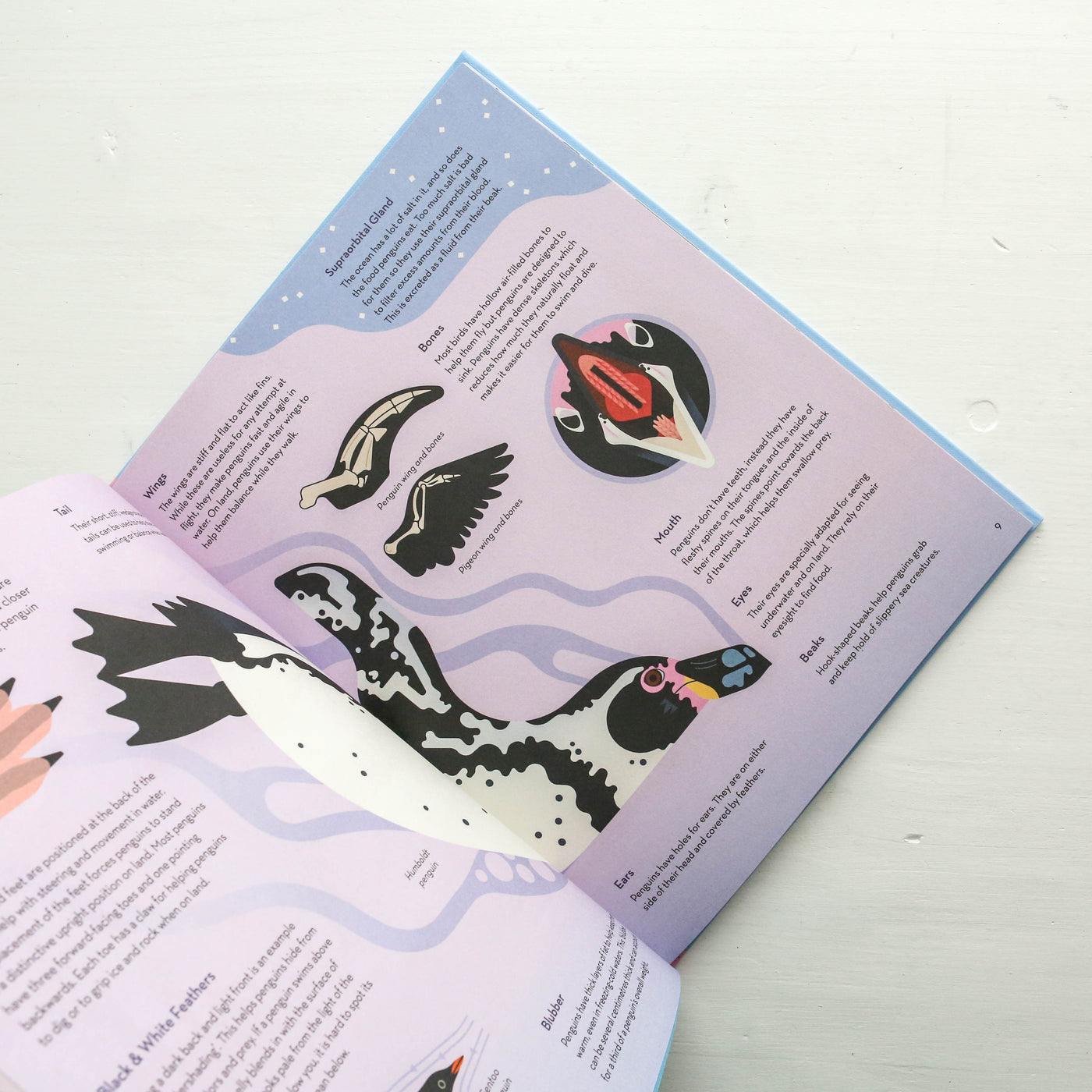 Passionate About Penguins