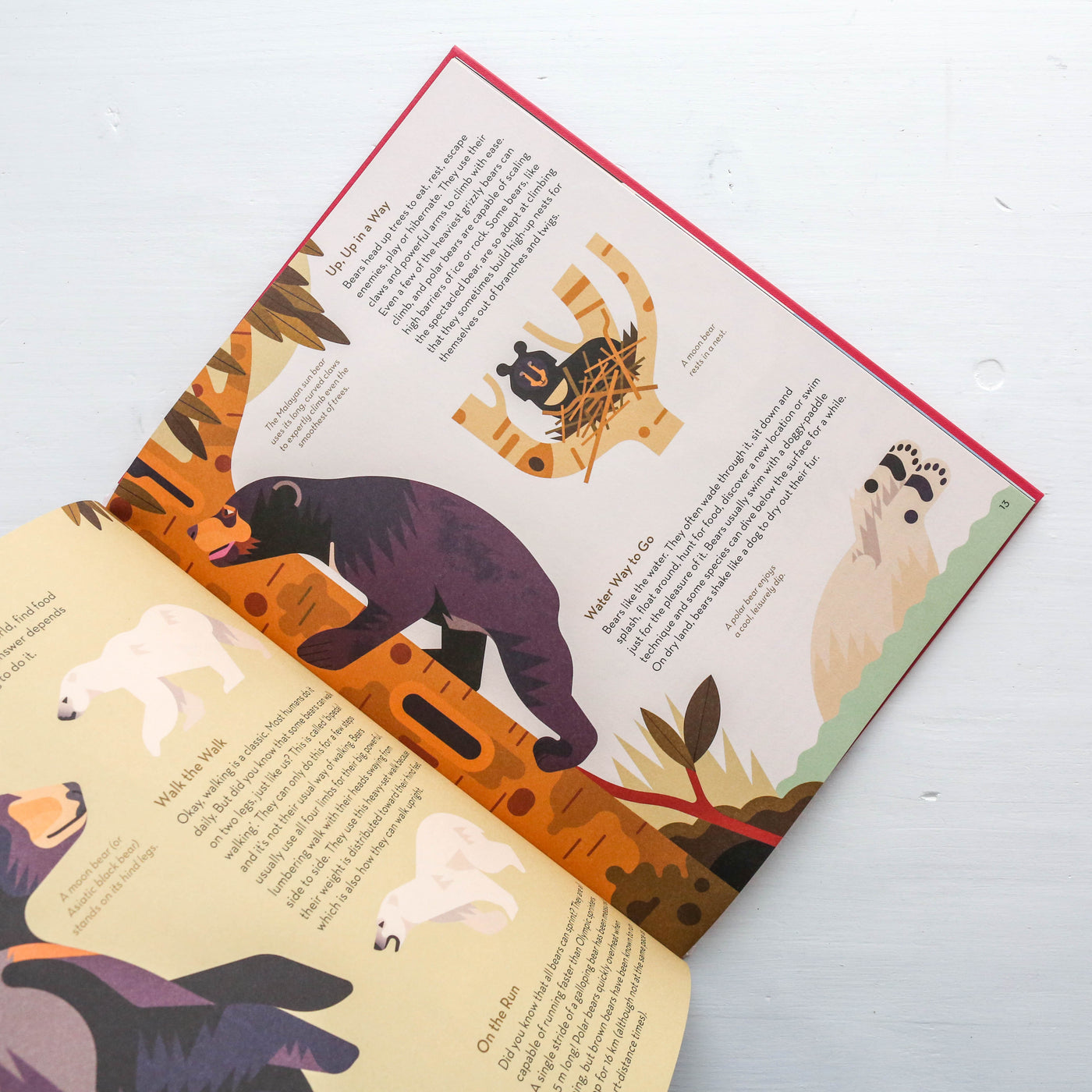 Brainy About Bears