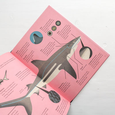 Smart About Sharks