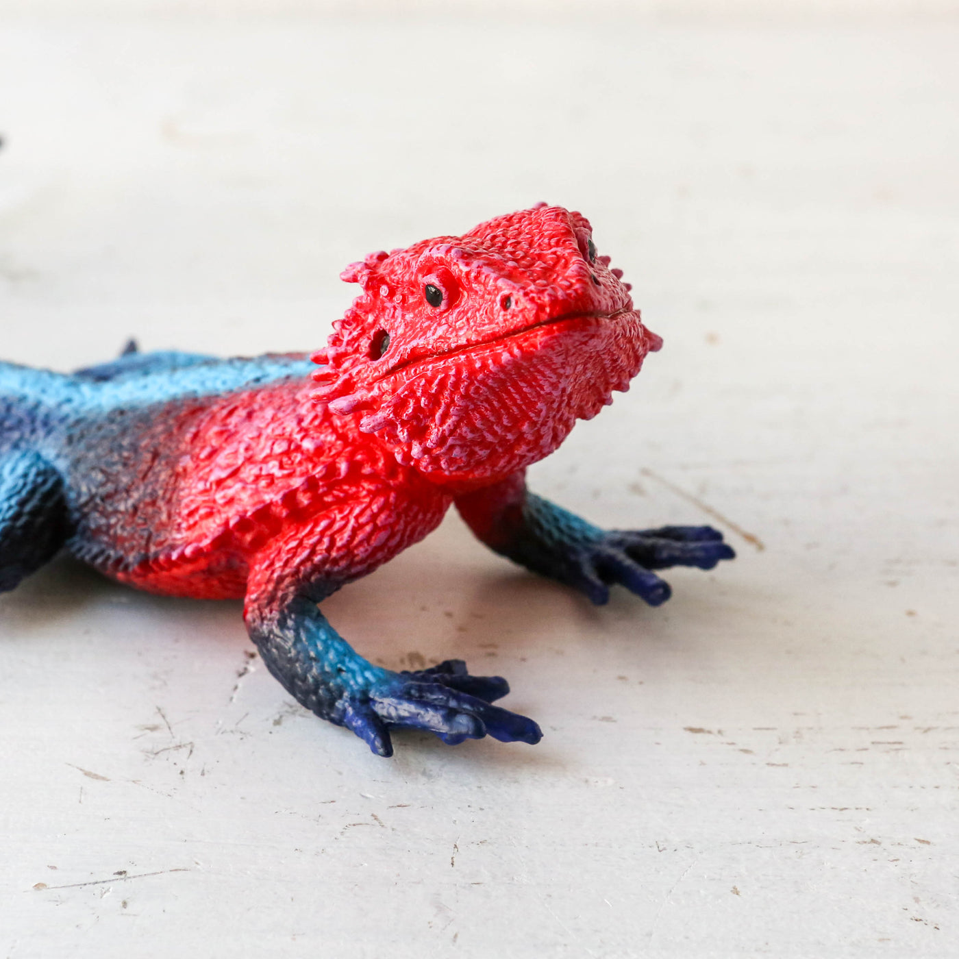 Giant Mwanza Flat-Headed Rock Agama