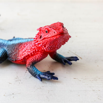 Giant Mwanza Flat-Headed Rock Agama