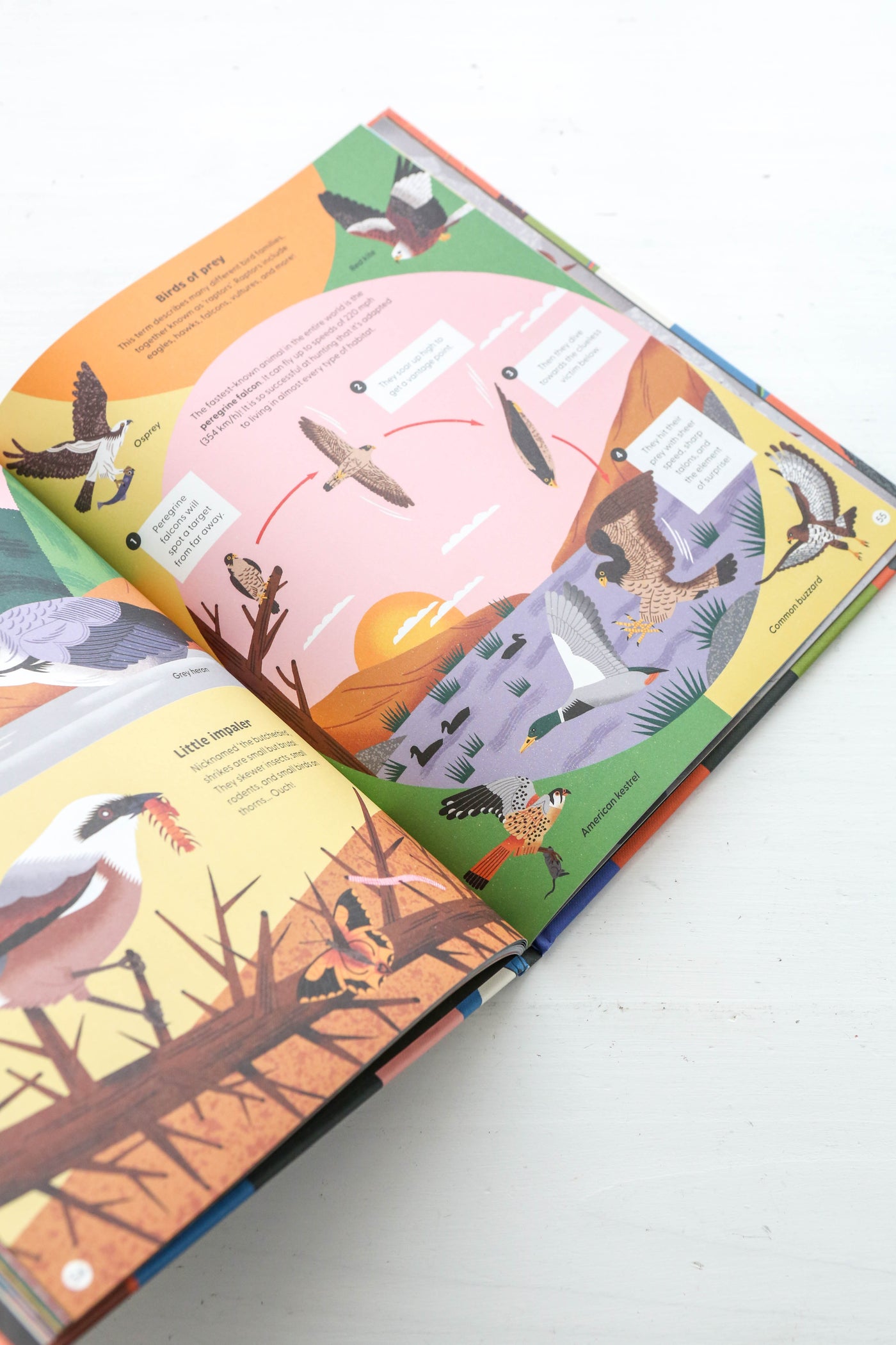 What Makes a Bird? : An Illustrated Guide to the Bird World – Berylune