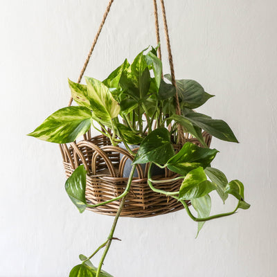 Hanging Basket with Jute String