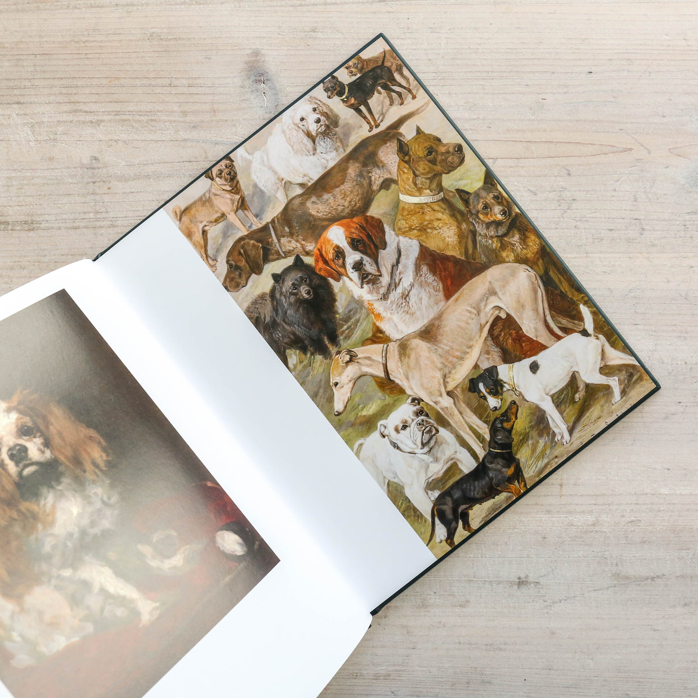 Art Dog : Clever Canines of the Art World