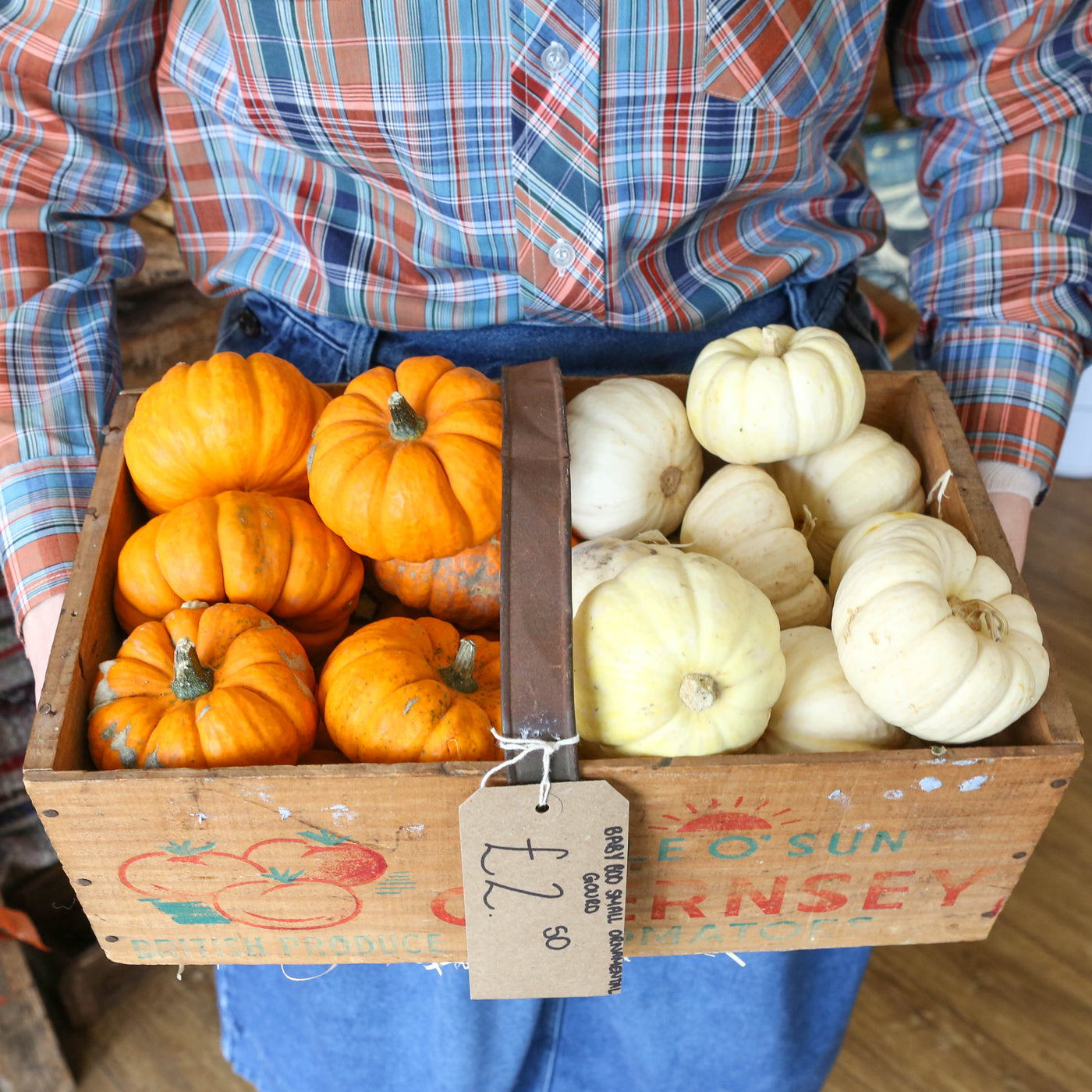 Baby Boo Small Ornamental Gourd