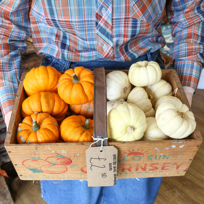 Baby Boo Small Ornamental Gourd