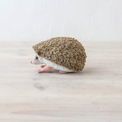 Actual Size Baby Hedgehog