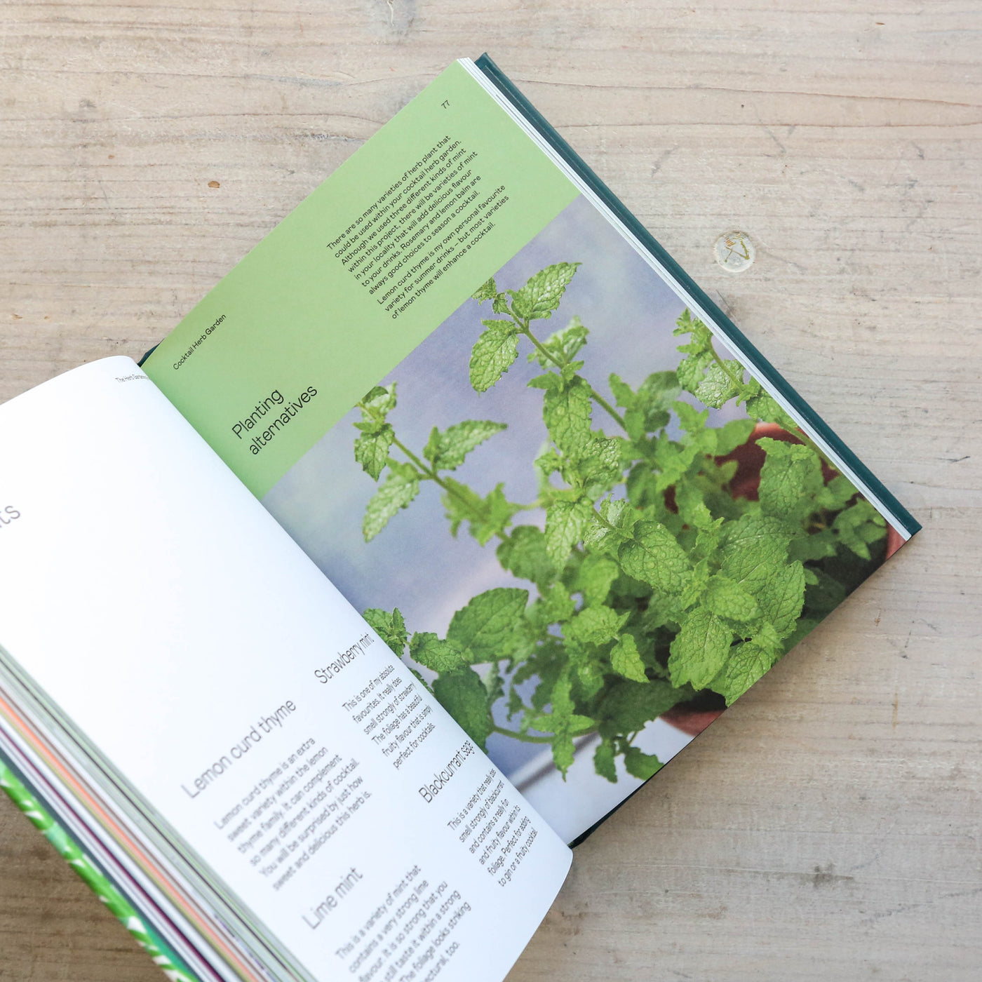 The Herb Gardening Handbook : A Beginner's Guide to Growing Herbs