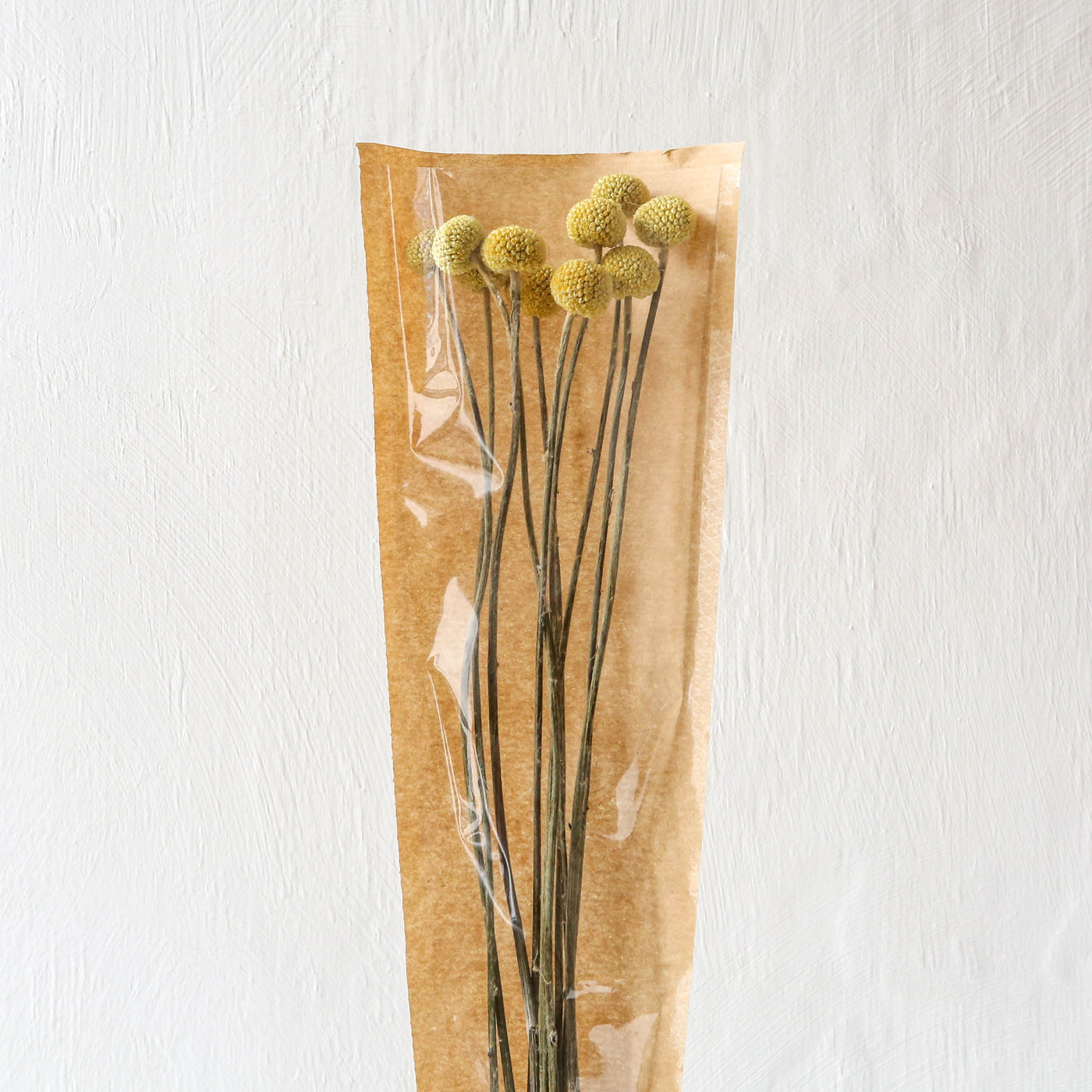 British Dried Billy Buttons - 10 Stems