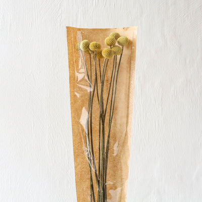 British Dried Billy Buttons - 10 Stems