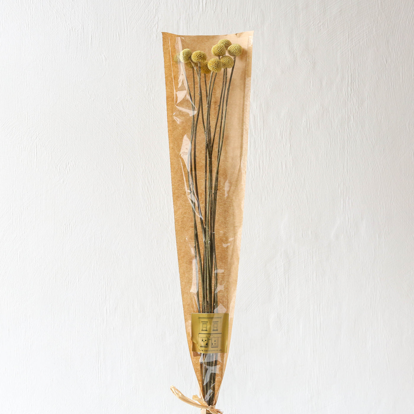 British Dried Billy Buttons - 10 Stems