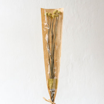 British Dried Billy Buttons - 10 Stems