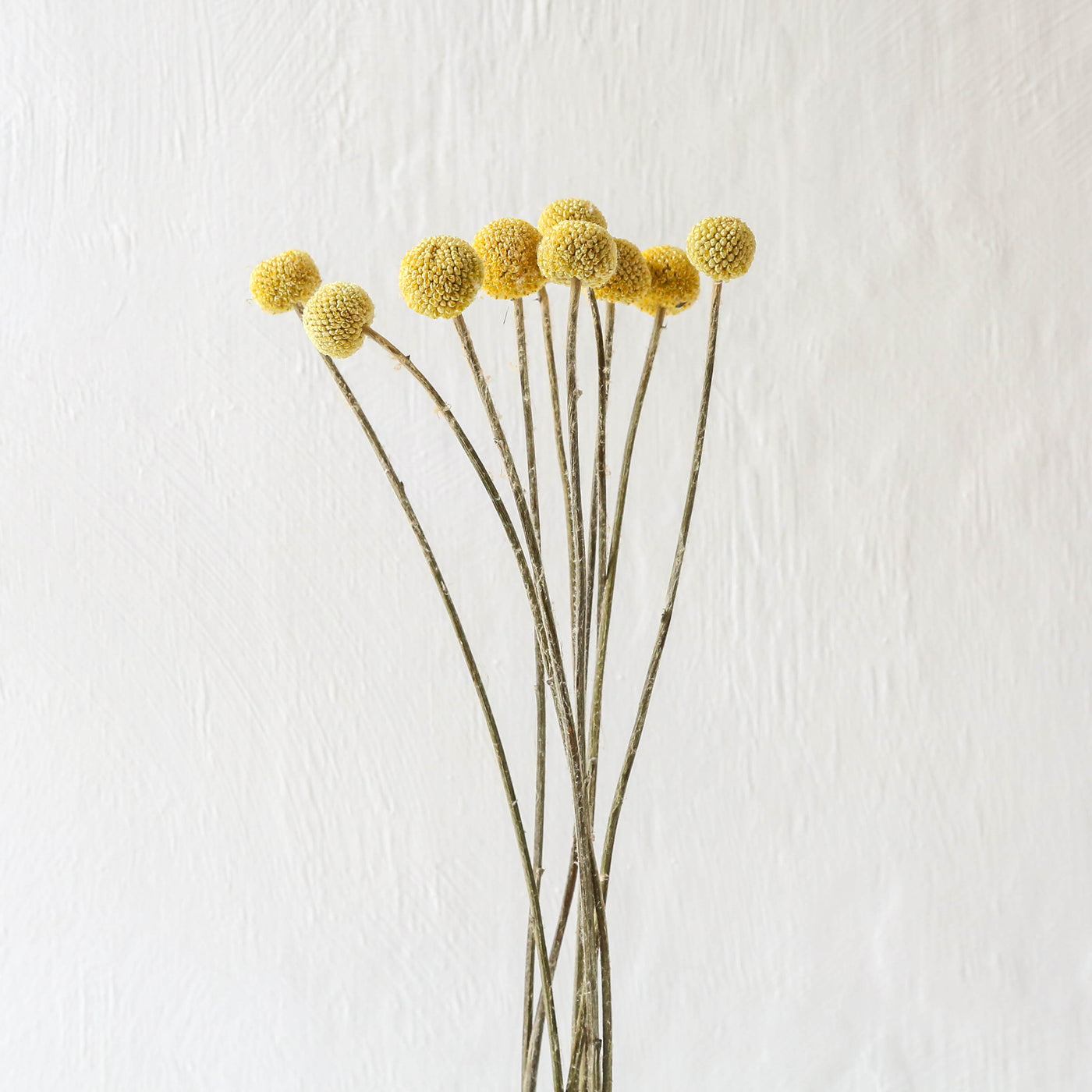 British Dried Billy Buttons - 10 Stems