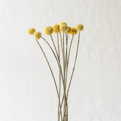 British Dried Billy Buttons - 10 Stems