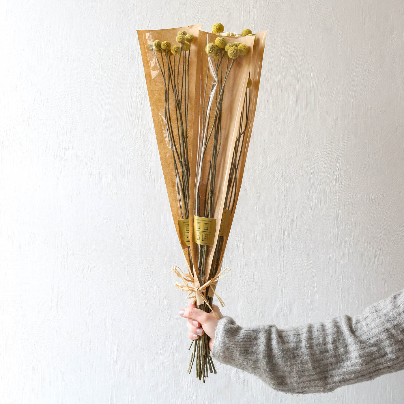 British Dried Billy Buttons - 10 Stems