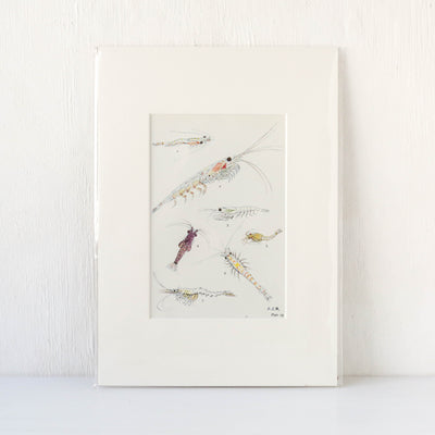Vintage Krill Book Plate