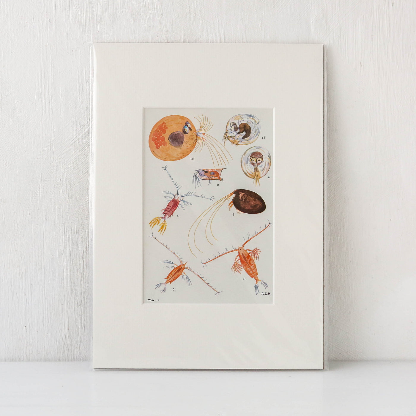 Vintage Crustacean Book Plate