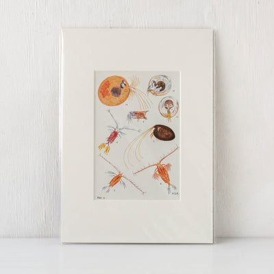 Vintage Crustacean Book Plate