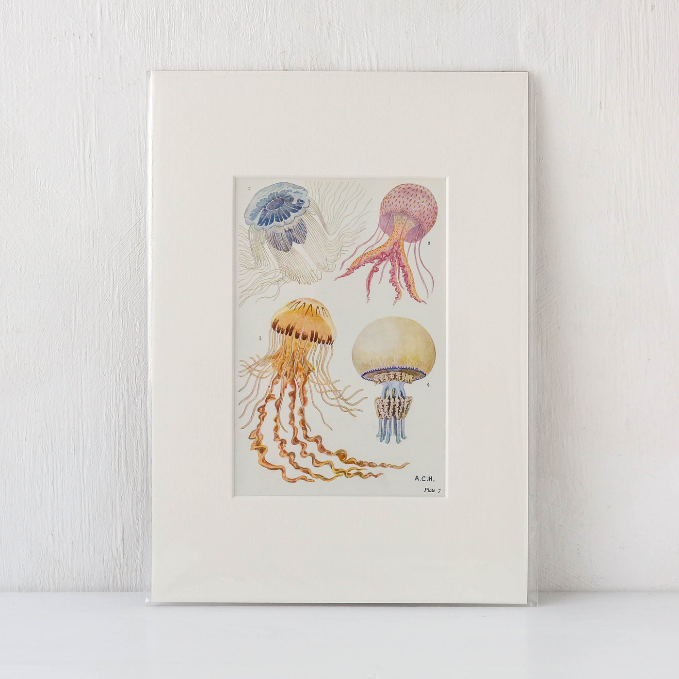 Vintage Jellyfish Book Plate