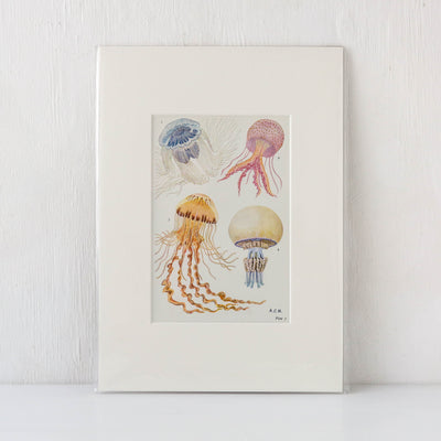 Vintage Jellyfish Book Plate
