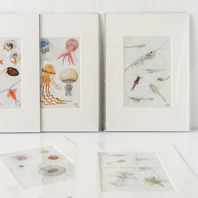 Vintage Krill Book Plate