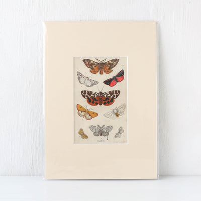 Vintage Moth Book Plate - Plate II