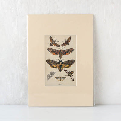 Vintage Moth Book Plate - Plate I