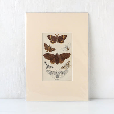 Vintage Moth Book Plate - Plate III