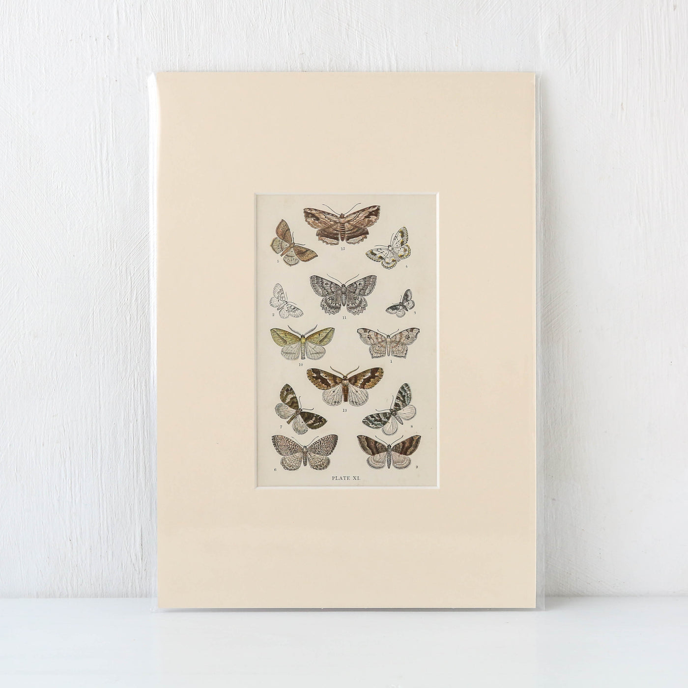 Vintage Moth Book Plate - Plate XI