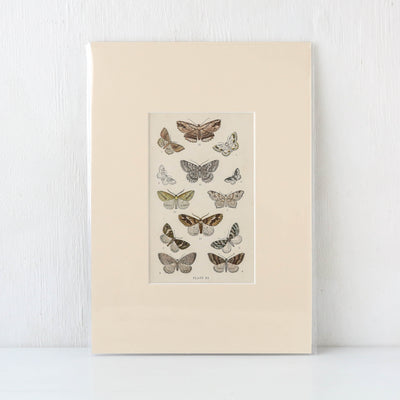 Vintage Moth Book Plate - Plate XI