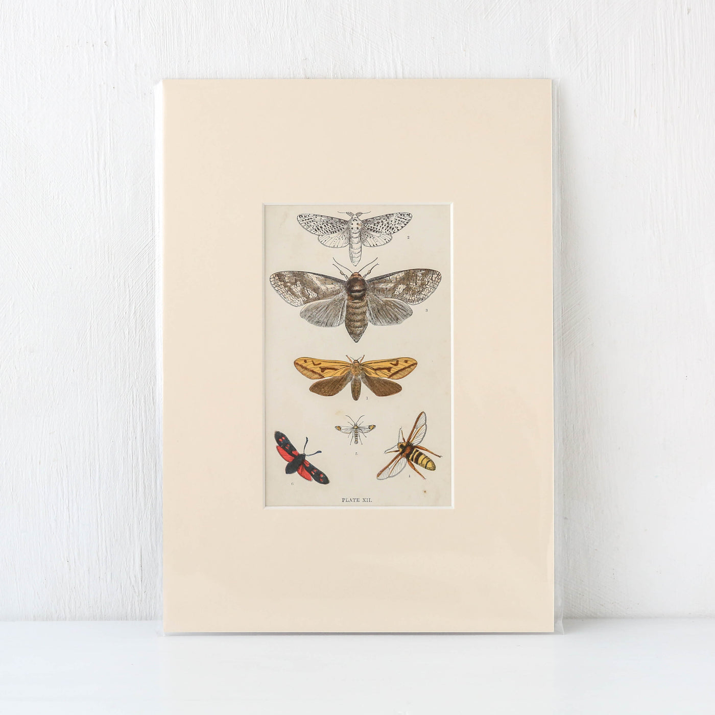 Vintage Moth Book Plate - Plate XII
