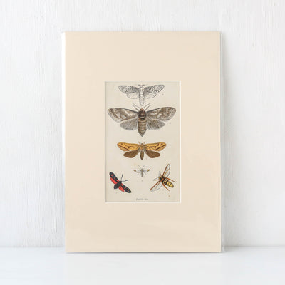 Vintage Moth Book Plate - Plate XII