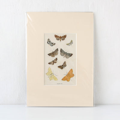 Vintage Moth Book Plate - Plate VIII