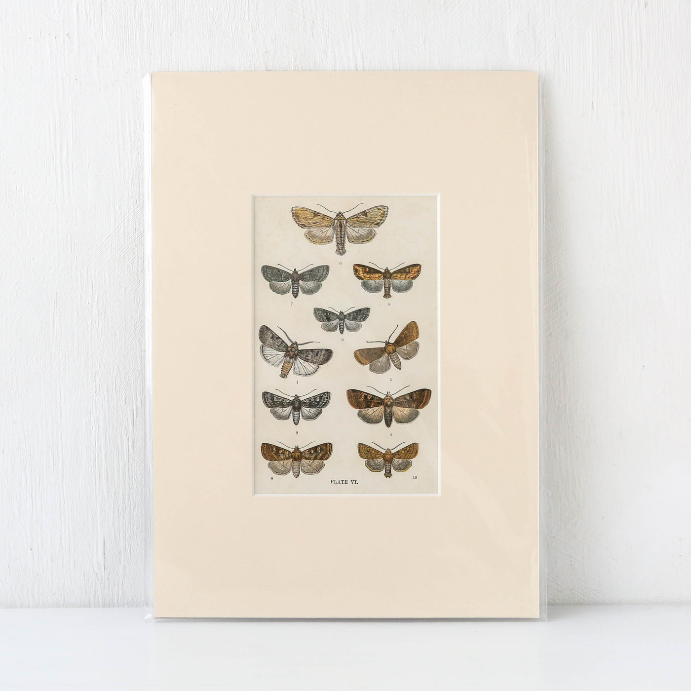 Vintage Moth Book Plate - Plate VI