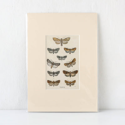 Vintage Moth Book Plate - Plate VI