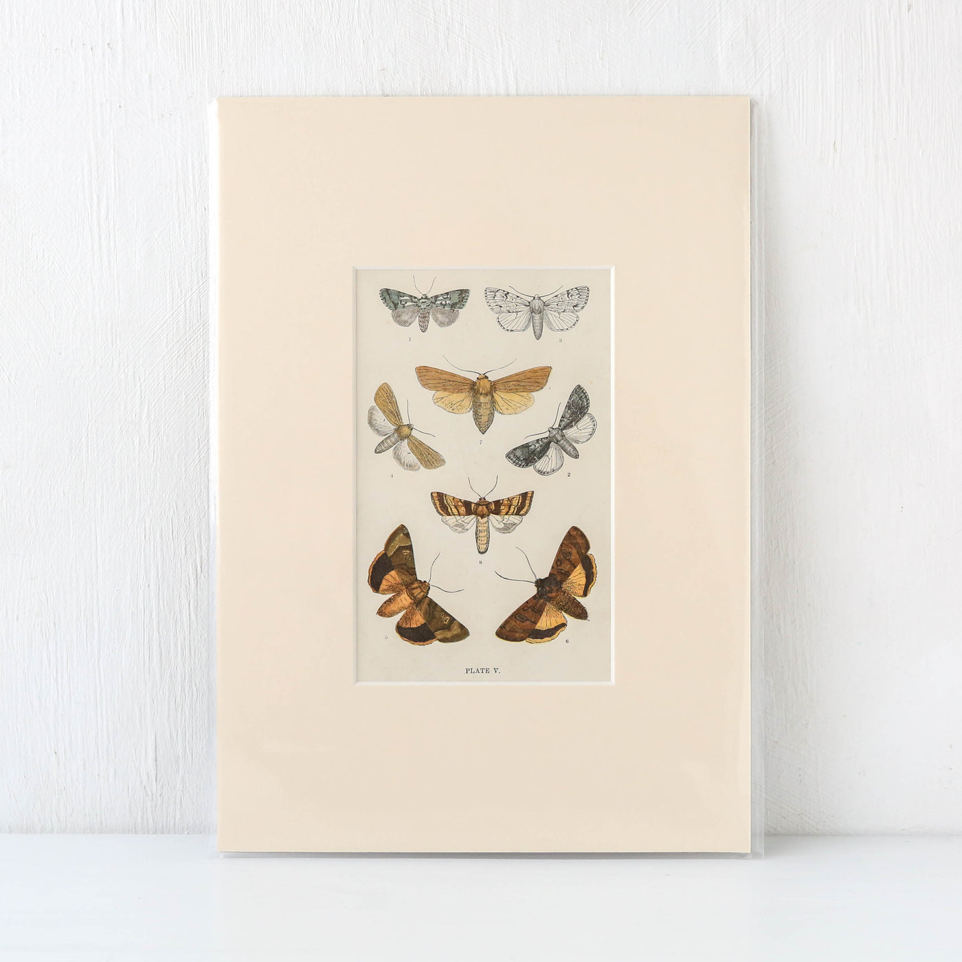 Vintage Moth Book Plate - Plate V
