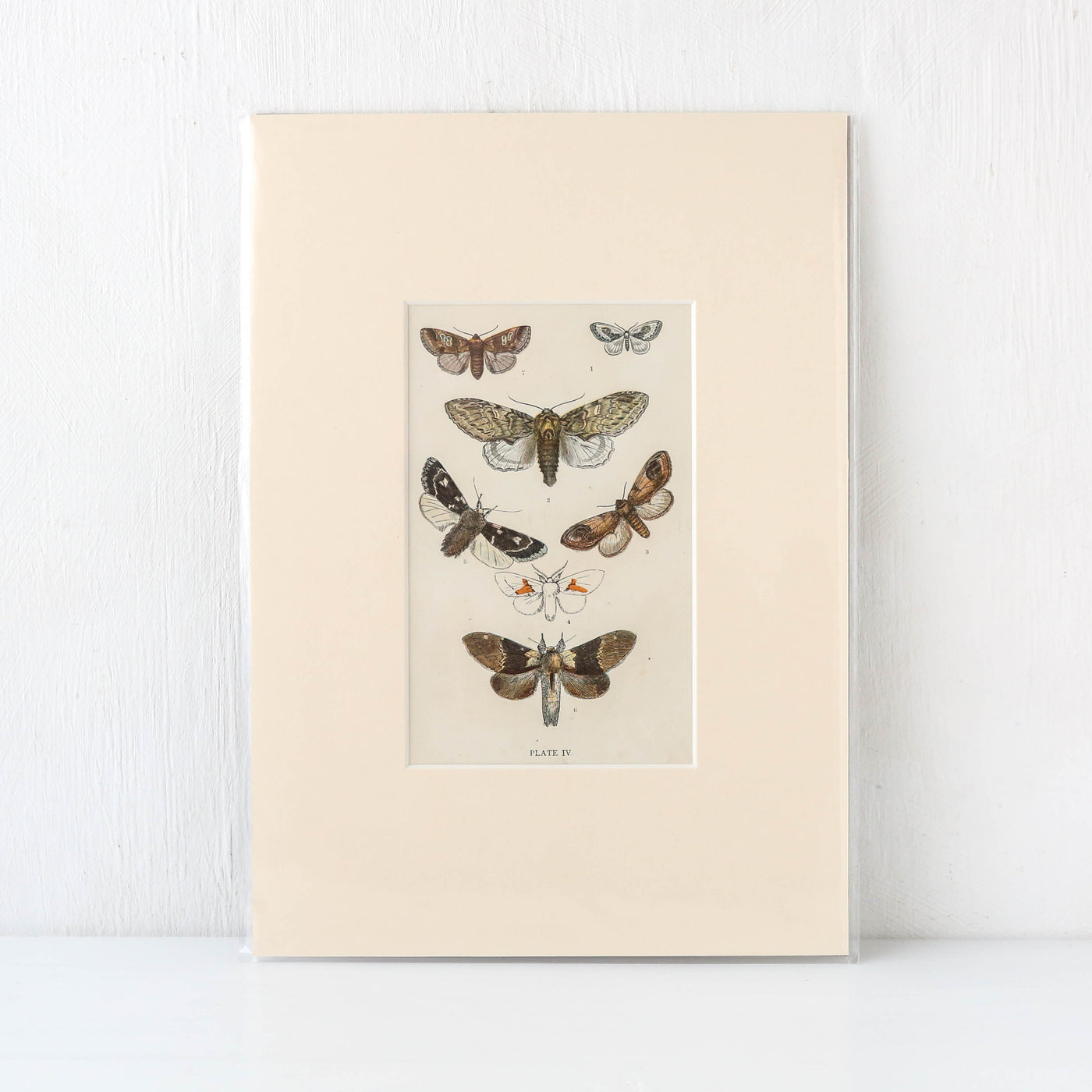 Vintage Moth Book Plate - Plate IV