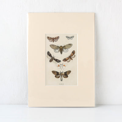 Vintage Moth Book Plate - Plate IV