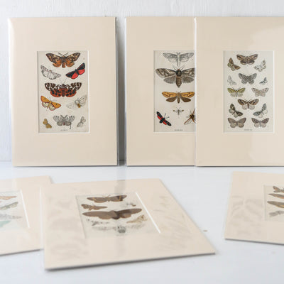 Vintage Moth Book Plate - Plate III